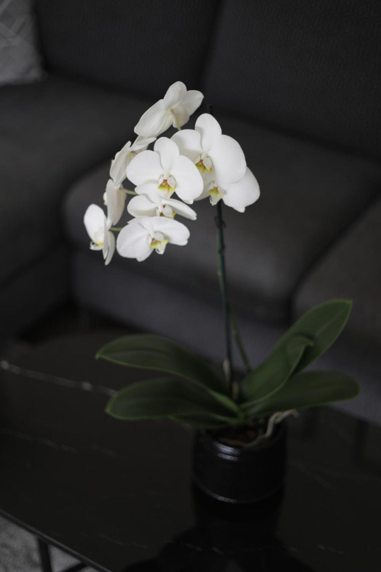 Villa Elena 메나지오 외부 사진